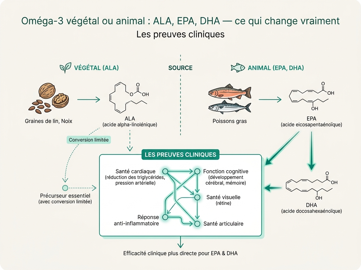Schéma médical illustrant « Les preuves cliniques »